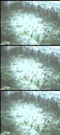 Daisy Cutter Landing Zone